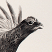 Red Grouse drawing